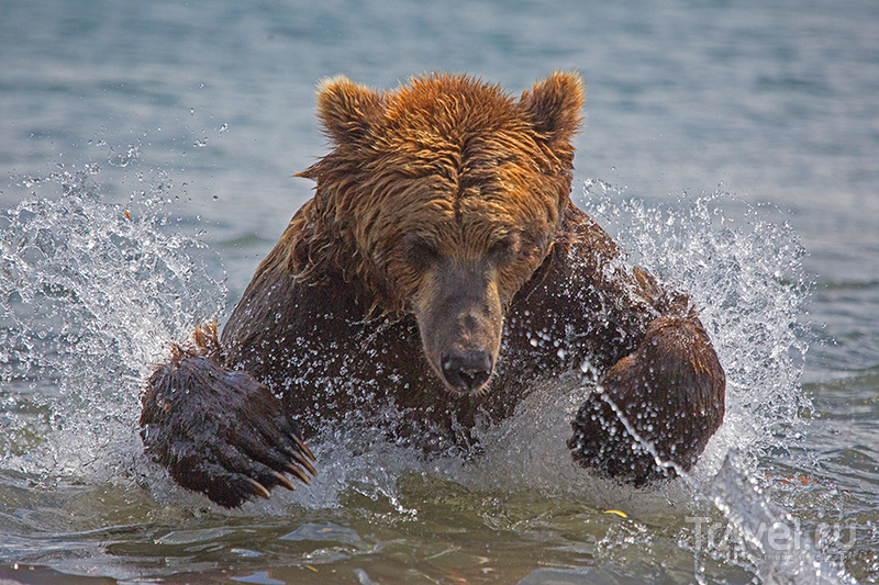 Камчатка. Земля медведей / Фото из России