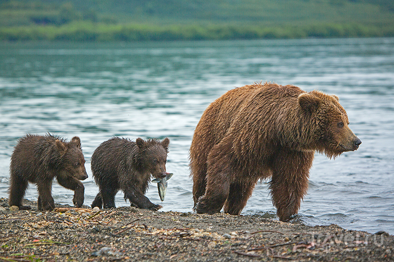 Камчатка. Земля медведей / Фото из России