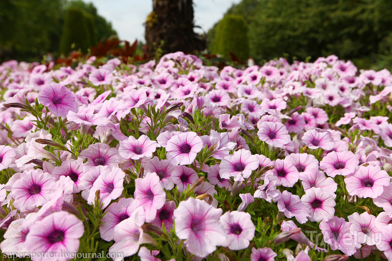 Лондон. Regent's Park / Фото из Великобритании