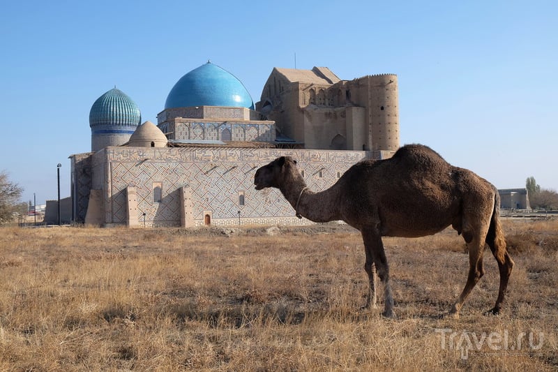 Верблюд из Туркестана... / Фото из Казахстана