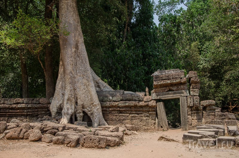 Деревья безжалостно разрушают храм и его стены / Камбоджа