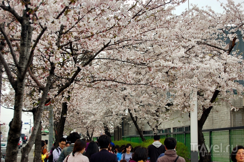 Сеул в апреле / Южная Корея