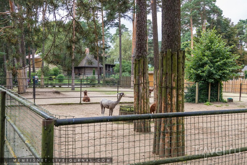 Рижский зоопарк / Фото из Латвии