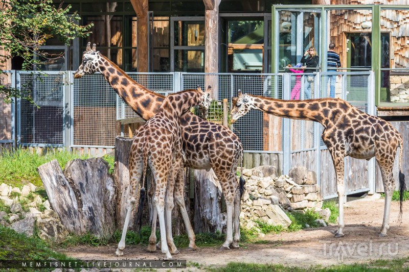 Рижский зоопарк / Фото из Латвии