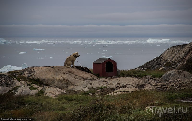 Собачья жизнь в Гренландии / Гренландия