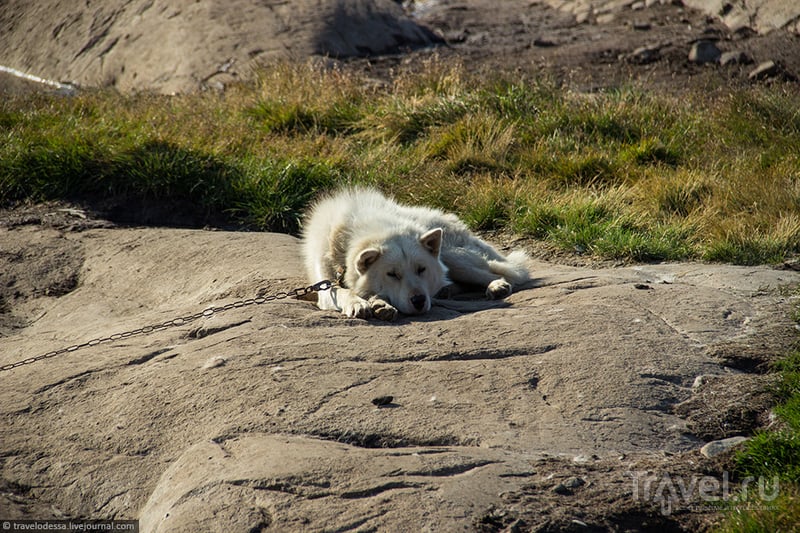 Собачья жизнь в Гренландии / Гренландия