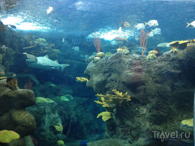 The Florida Aquarium.     ? / 