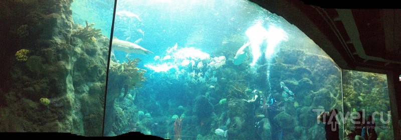 The Florida Aquarium.     ? / 