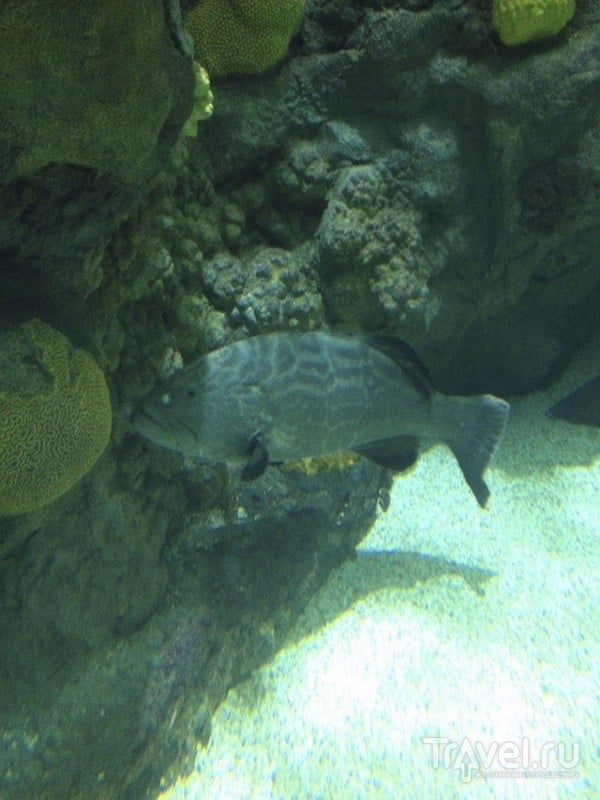 The Florida Aquarium. Что посетить  в Тампе? / США