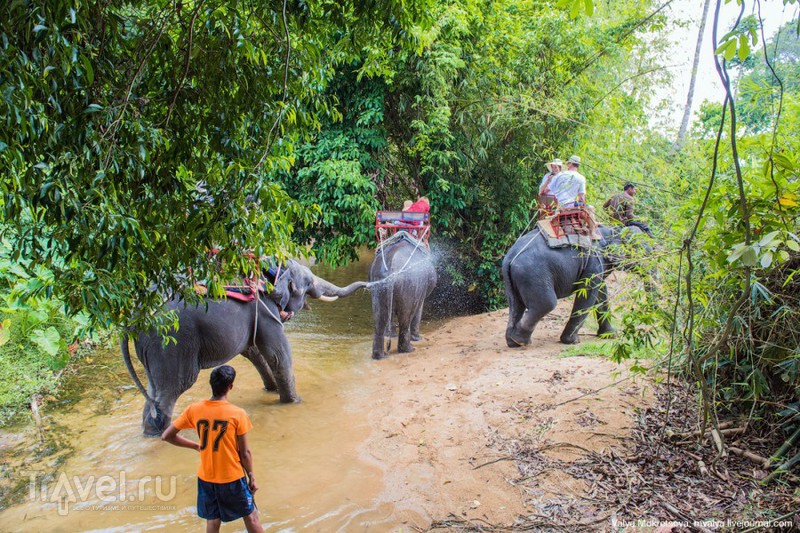 Слоны, черепахи и другие обитатели острова Пхукет / Таиланд