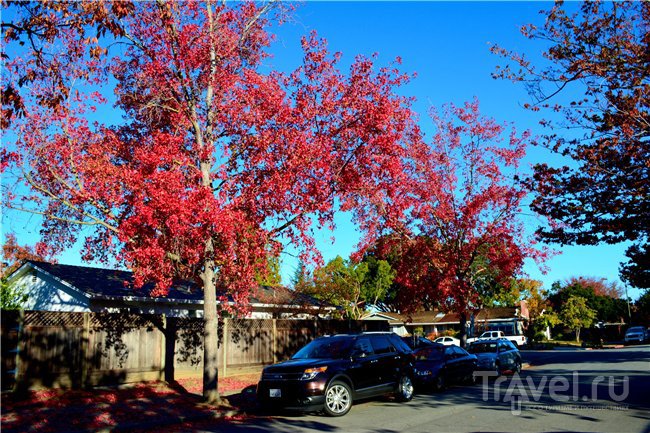 Красно-зелёная осень в Силиконовой Долине / США
