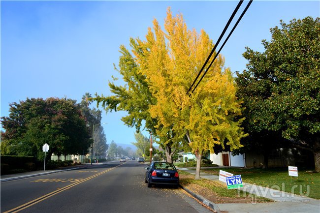 Красно-зелёная осень в Силиконовой Долине / США