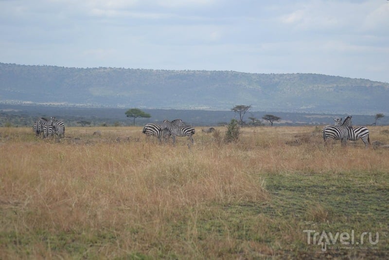Самостоятельное сафари в Танзании. Серенгети. Великая миграция. Вулкан Олдуваи / Танзания