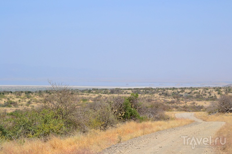 Самостоятельное сафари в Танзании. Серенгети. Великая миграция. Вулкан Олдуваи / Танзания