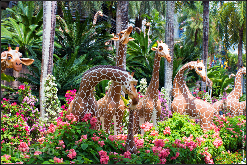 Тропический сад Нонг Нуч / Фото из Таиланда