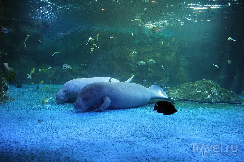 Океанариум COEX Aquarium / Фото из Южной Кореи