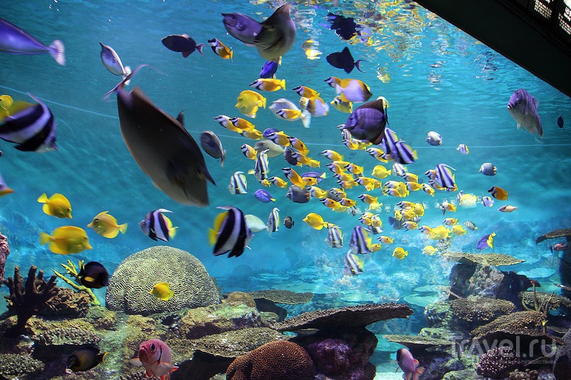 Океанариум COEX Aquarium / Фото из Южной Кореи