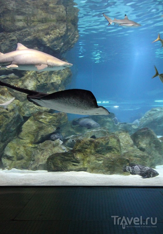  COEX Aquarium /    