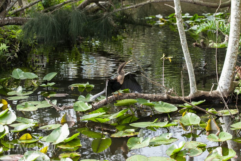 США. Национальный парк Everglades / Фото из США