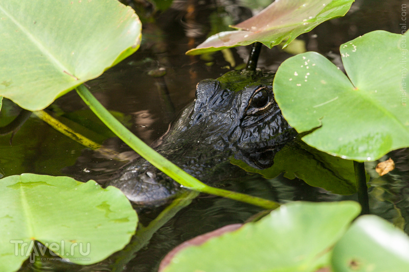 США. Национальный парк Everglades / Фото из США