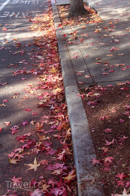 Осенний Berkeley / Фото из США
