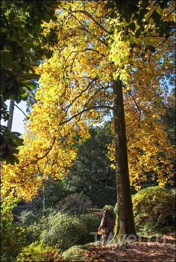 Золотая осень Комо: виллы Карлотта, Бальбьянелло и фуникулёр в Argegno / Фото из Италии