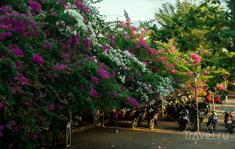 Последний день ноября на вилле Бланш, Вунгтау. Субэкваториальный листопад / Вьетнам