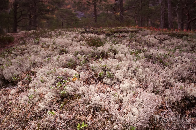  Husedalen   / 