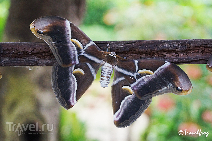 Парк бабочек в Бенальмадене (Коста-дель-Соль, Испания) / Фото из Испании