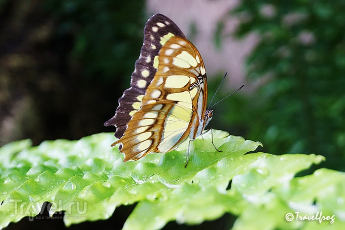 Парк бабочек в Бенальмадене (Коста-дель-Соль, Испания) / Фото из Испании