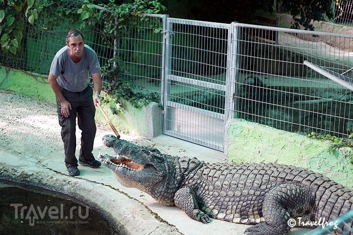 Парк крокодилов в Терремолиносе (Коста-дель-Соль, Испания) / Испания