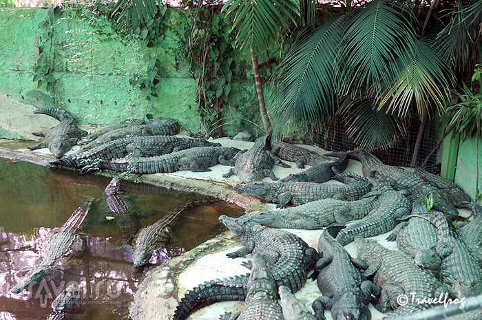 Парк крокодилов в Терремолиносе (Коста-дель-Соль, Испания) / Испания