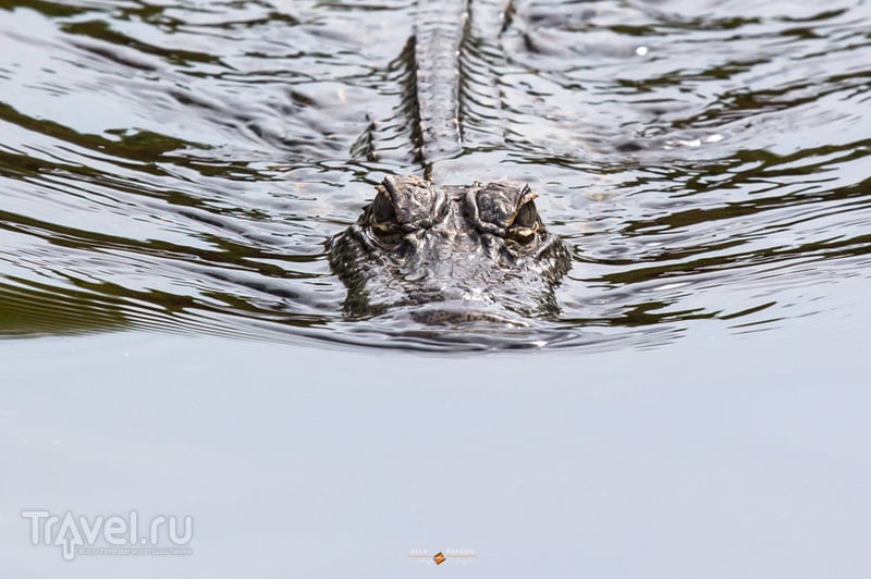 Флорида. Gator hole / США