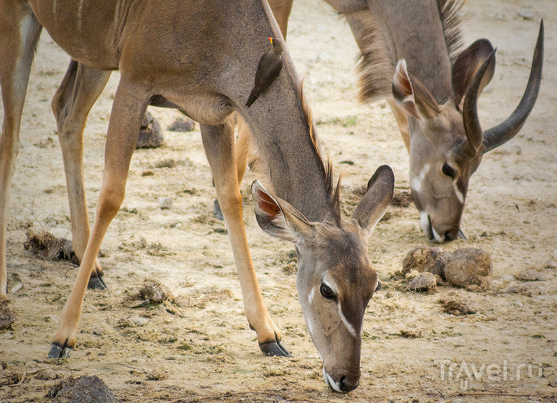 Национальный парк Чобе, Ботсвана. Нон-стоп сафари / Фото из Ботсваны