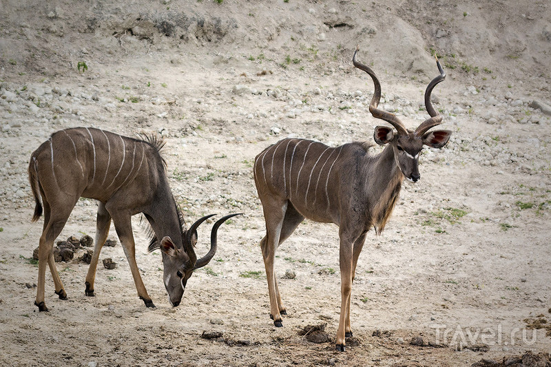 Национальный парк Чобе, Ботсвана. Нон-стоп сафари / Фото из Ботсваны