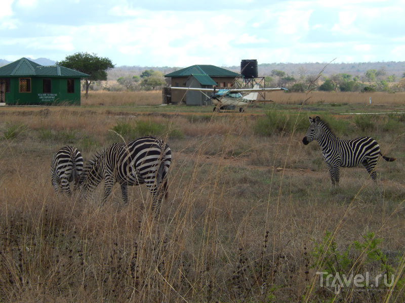 Зеленый сезон в Танзании / Фото из Танзании