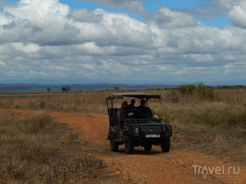 Зеленый сезон в Танзании / Фото из Танзании