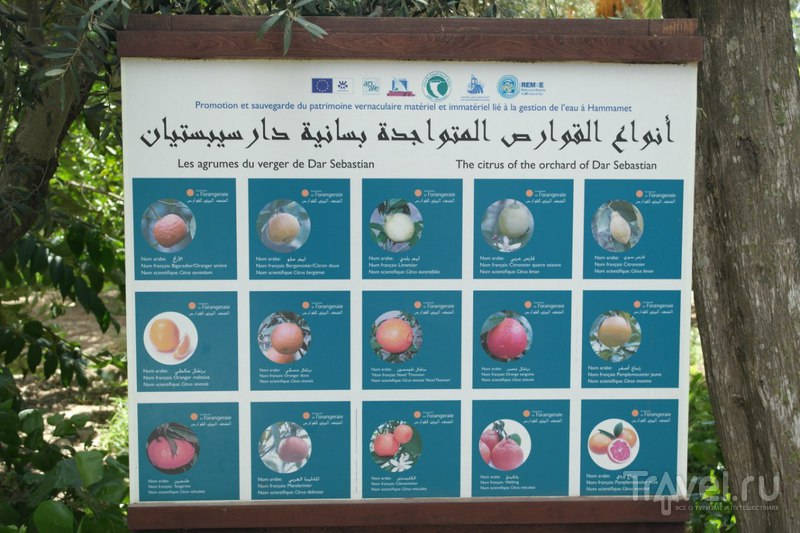 Хаммамет, Тунис - L'Orangeraie (Цитрусовый и фруктовый сад) / Тунис