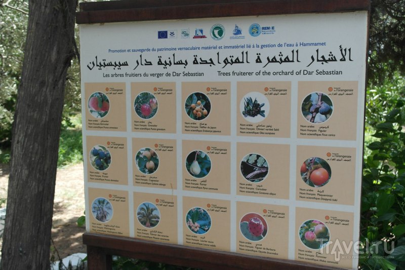 Хаммамет, Тунис - L'Orangeraie (Цитрусовый и фруктовый сад) / Тунис