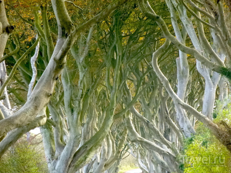 Где снимали "Игру престолов". Северный берег Ольстера / Ирландия