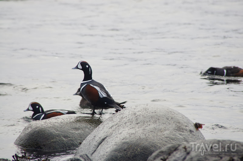 Vancouver Island, December Surfing, Avatar Groove / 