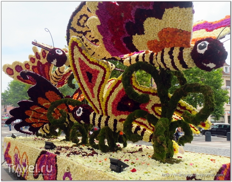 Цветочный парад в Селесте: полмиллиона георгинов / Фото из Франции