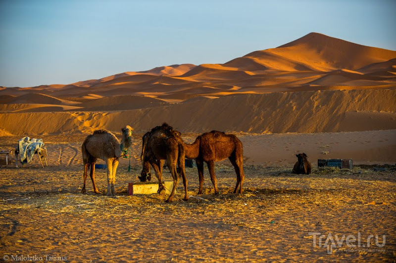 Morocco: Erg Chebbi / Фото из Марокко