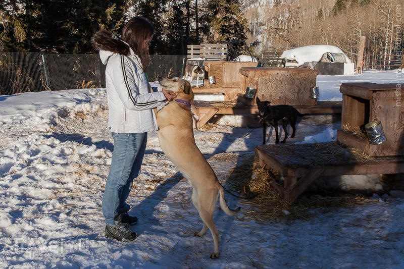 Ездовые собаки в Колорадо / Фото из США