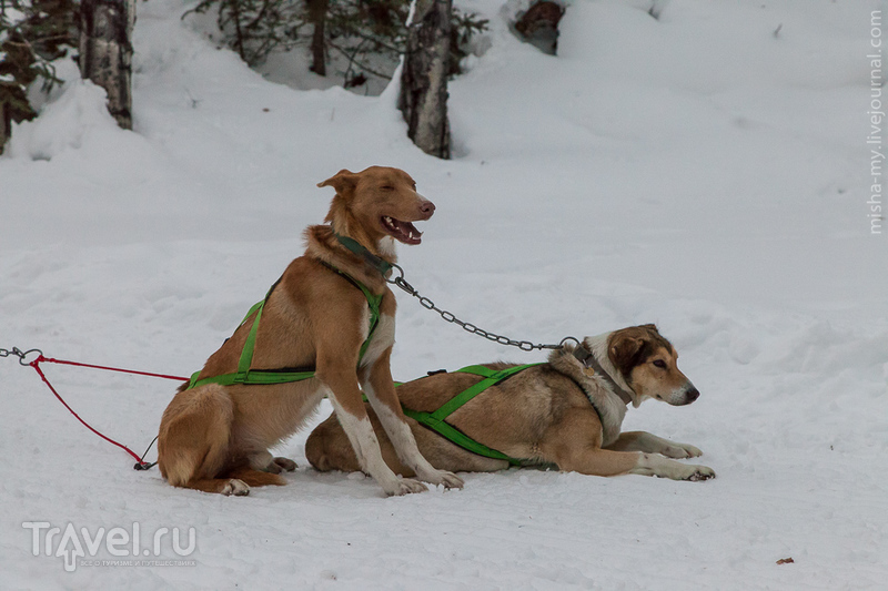 Ездовые собаки в Колорадо / Фото из США
