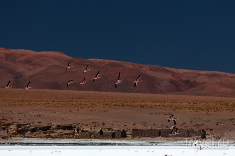 По ошибке? Конечно, нет! Награждают сердцами птиц... / Фото из Боливии