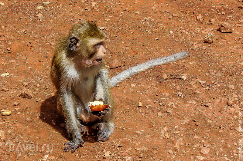 Пост, в котором много-много диких обезьян... / Таиланд
