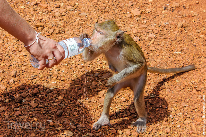 Пост, в котором много-много диких обезьян... / Таиланд