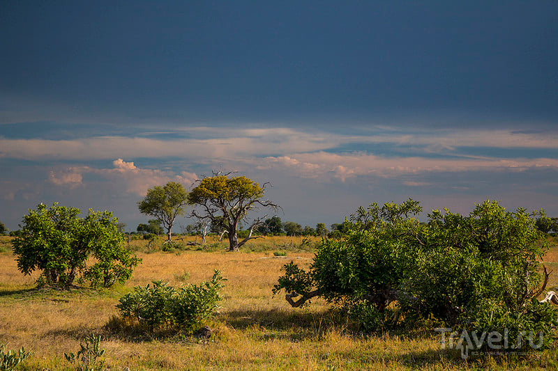 Ботсвана. Дельта Окаванго. Остров Шинде / Фото из Ботсваны