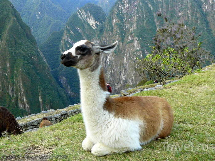 Un gran viaje a America del Sur. Перу. Мачу Пикчу - бонус. Фотосессия маленькой ламы / Перу